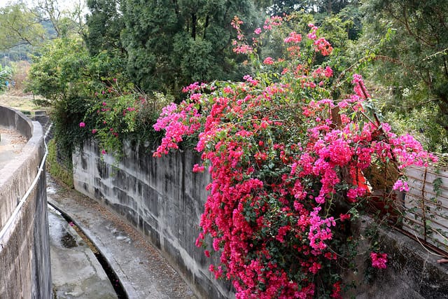 【嘉義旅遊】仁義潭水庫(溢洪道) 滿江紅-隱藏版秘境 海藻地圖 - 第2張圖 IMG_5378