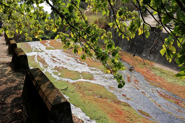 【嘉義旅遊】仁義潭水庫(溢洪道) 滿江紅-隱藏版秘境 海藻地圖 - 第6張圖 IMG_5409
