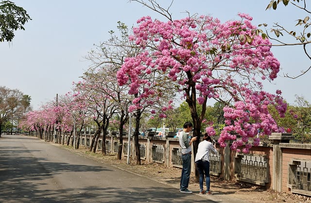 【嘉義旅遊】粉紅風鈴木(2017.03.05花況分享)-嘉義特殊教育學校粉紅美景 - 第3張圖 IMG_5313