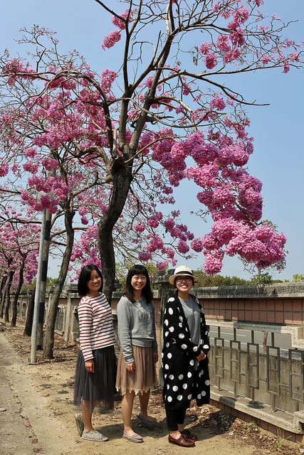 【嘉義旅遊】粉紅風鈴木(2017.03.05花況分享)-嘉義特殊教育學校粉紅美景 - 第4張圖 IMG_5273