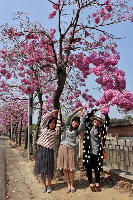 【嘉義旅遊】粉紅風鈴木(2017.03.05花況分享)-嘉義特殊教育學校粉紅美景 - 第5張圖 IMG_5274