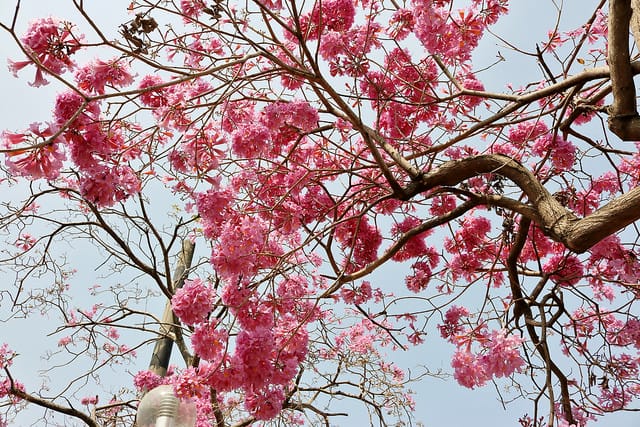 【嘉義旅遊】粉紅風鈴木(2017.03.05花況分享)-嘉義特殊教育學校粉紅美景 - 第8張圖 IMG_5277