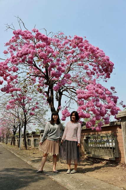 【嘉義旅遊】粉紅風鈴木(2017.03.05花況分享)-嘉義特殊教育學校粉紅美景 - 第10張圖 IMG_5293