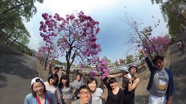 【嘉義旅遊】粉紅風鈴木(2017.03.05花況分享)-嘉義特殊教育學校粉紅美景 - 第16張圖 17098704_10154044944882134_7740319154241636986_n