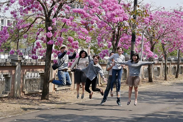 【嘉義旅遊】粉紅風鈴木(2017.03.05花況分享)-嘉義特殊教育學校粉紅美景 - 第17張圖 P1690632