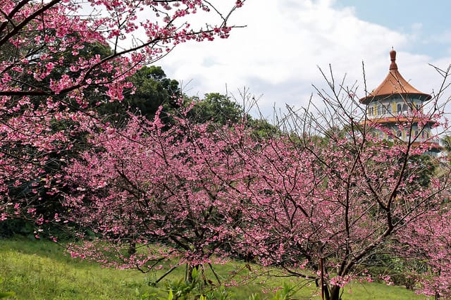【台北旅遊】淡水天元宮 2017三色櫻花盛開-台北一日小旅行.賞櫻好去處 - 第2張圖 IMG_2272