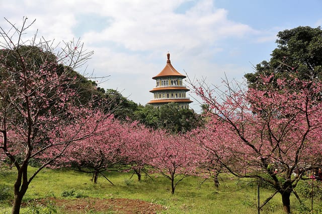 【台北旅遊】淡水天元宮 2017三色櫻花盛開-台北一日小旅行.賞櫻好去處 - 第15張圖 IMG_2307