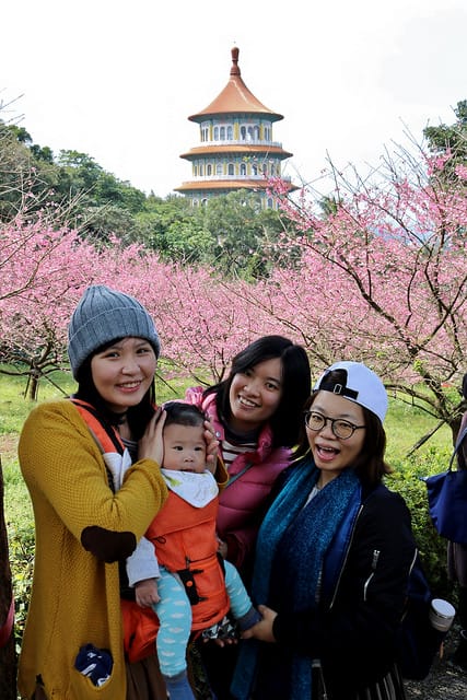 【台北旅遊】淡水天元宮 2017三色櫻花盛開-台北一日小旅行.賞櫻好去處 - 第16張圖 IMG_2310