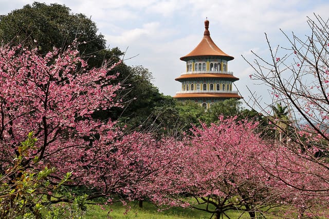 【台北旅遊】淡水天元宮 2017三色櫻花盛開-台北一日小旅行.賞櫻好去處 - 第18張圖 IMG_2339