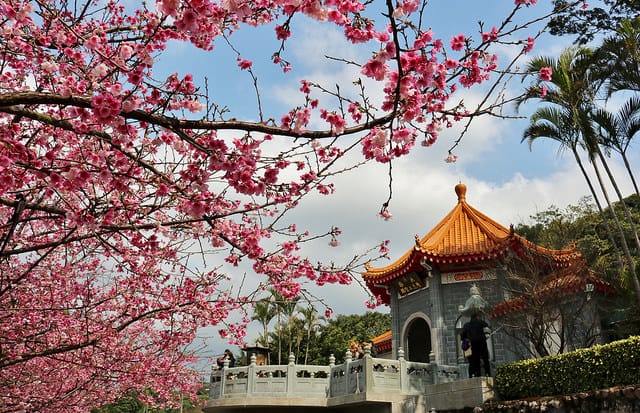 【台北旅遊】淡水天元宮 2017三色櫻花盛開-台北一日小旅行.賞櫻好去處 - 第20張圖 IMG_2348