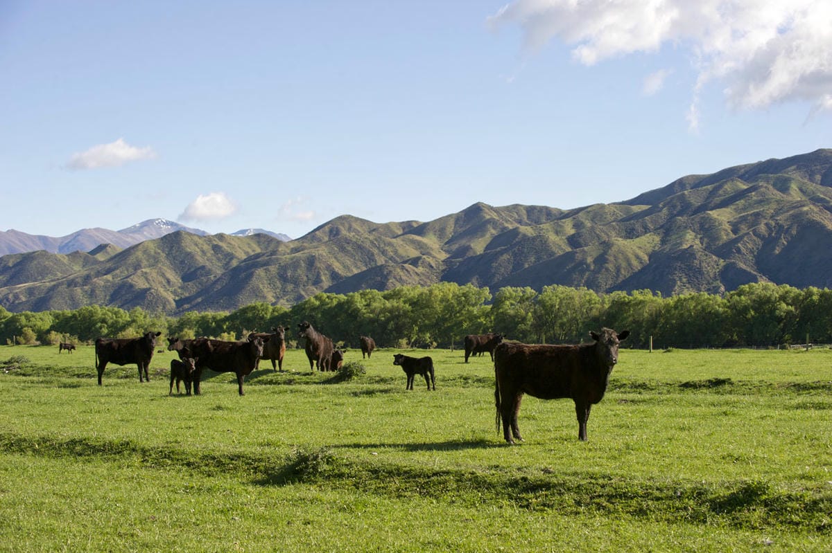 【台北大安．國父紀念館站】alohas野草餐廳-紐西蘭草飼牛粉絲嘗鮮餐會