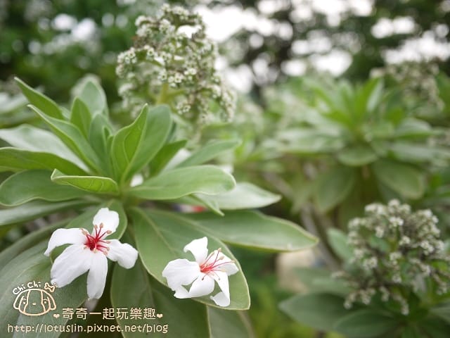 P1360702.jpg
