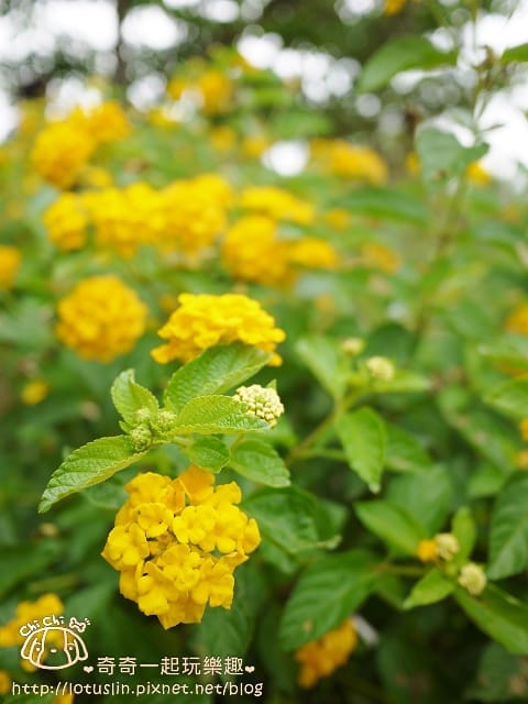 P1360629.jpg