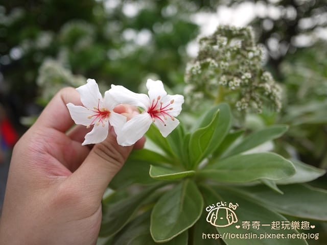P1360699.jpg