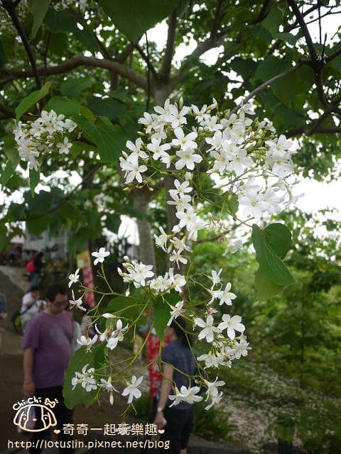 P1360708.jpg
