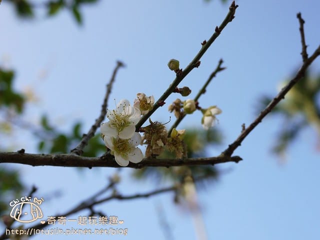 P1310025.jpg