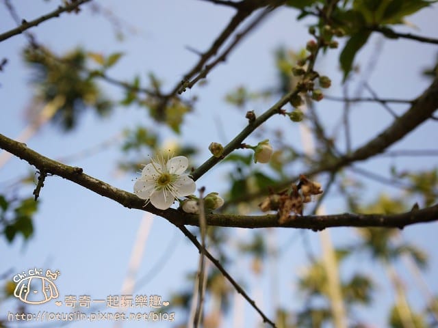 P1310027.jpg
