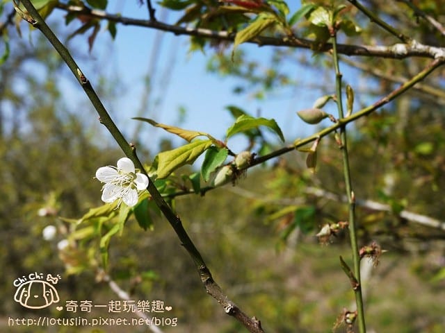 P1310034.jpg