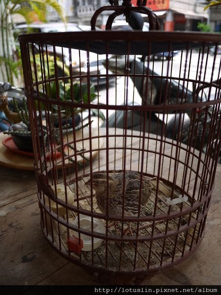 P1020052.jpg P1020052.jpg