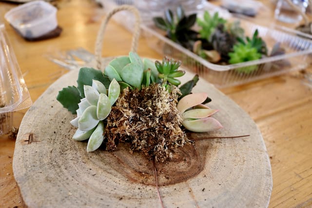 桃園｜荳荳．多肉植物與小雜貨 多肉農場．多肉DIY手作課程