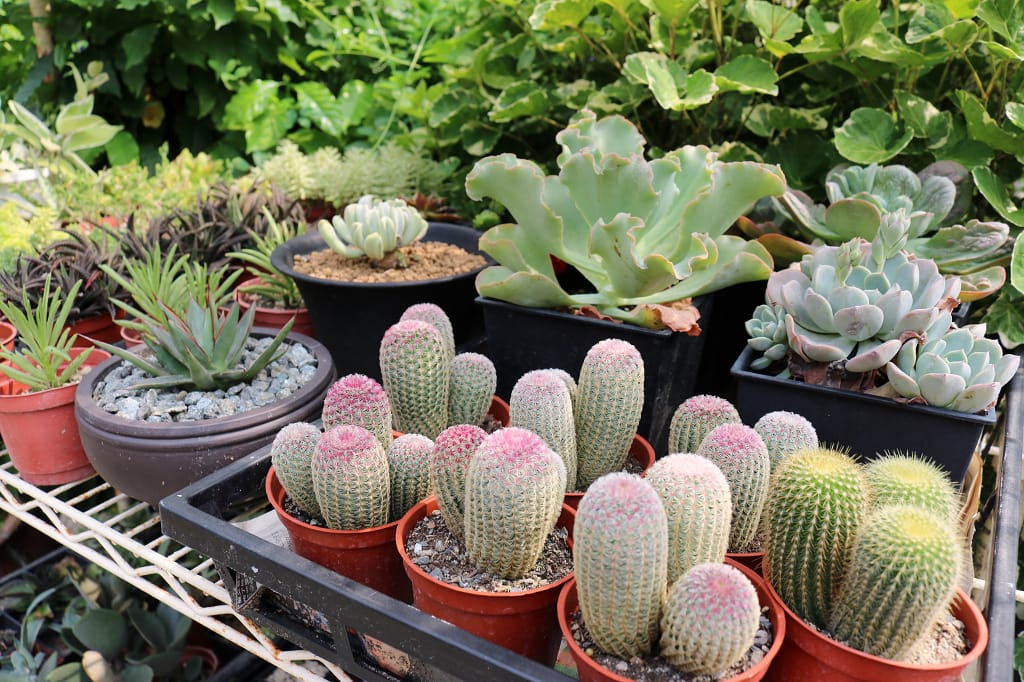 台南|田嘴巴 新化特色古厝餐廳.多肉植物農場 - 第5張圖 台南|田嘴巴 新化特色古厝餐廳.多肉植物農場