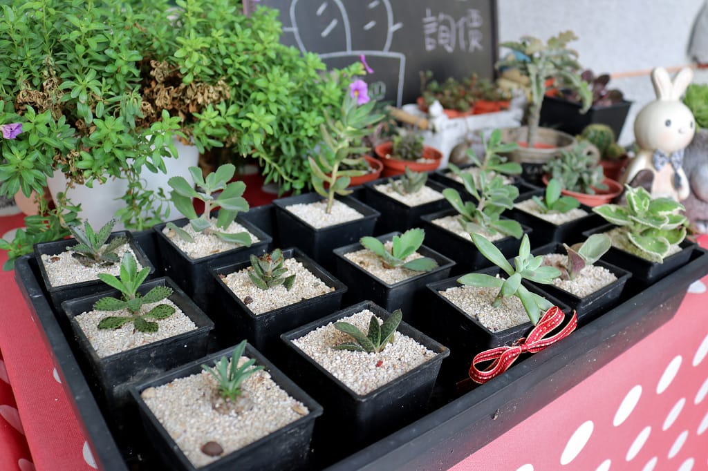 台南|田嘴巴 新化特色古厝餐廳.多肉植物農場 - 第4張圖 台南|田嘴巴 新化特色古厝餐廳.多肉植物農場