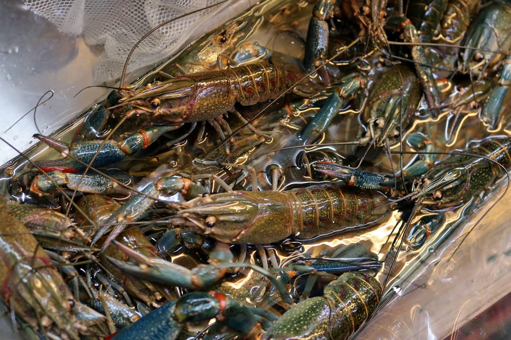 台南|捌柒海產粥 超狂龍蝦海產粥 食尚玩家推薦.人氣排隊餐車美食 - 第3張圖 台南|捌柒海產粥 超狂龍蝦海產粥 食尚玩家推薦.人氣排隊餐車美食