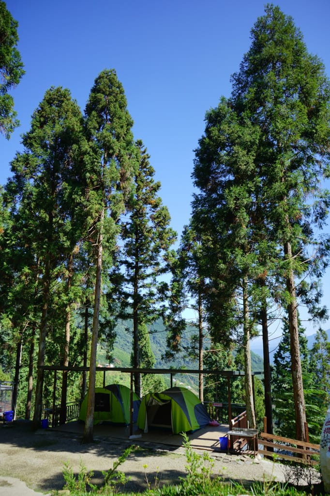 新竹|五峰巴棍杉林露營區 大雨棚營位,杉樹下露營趣! - 第9張圖 新竹|五峰巴棍杉林露營區 大雨棚營位,杉樹下露營趣!