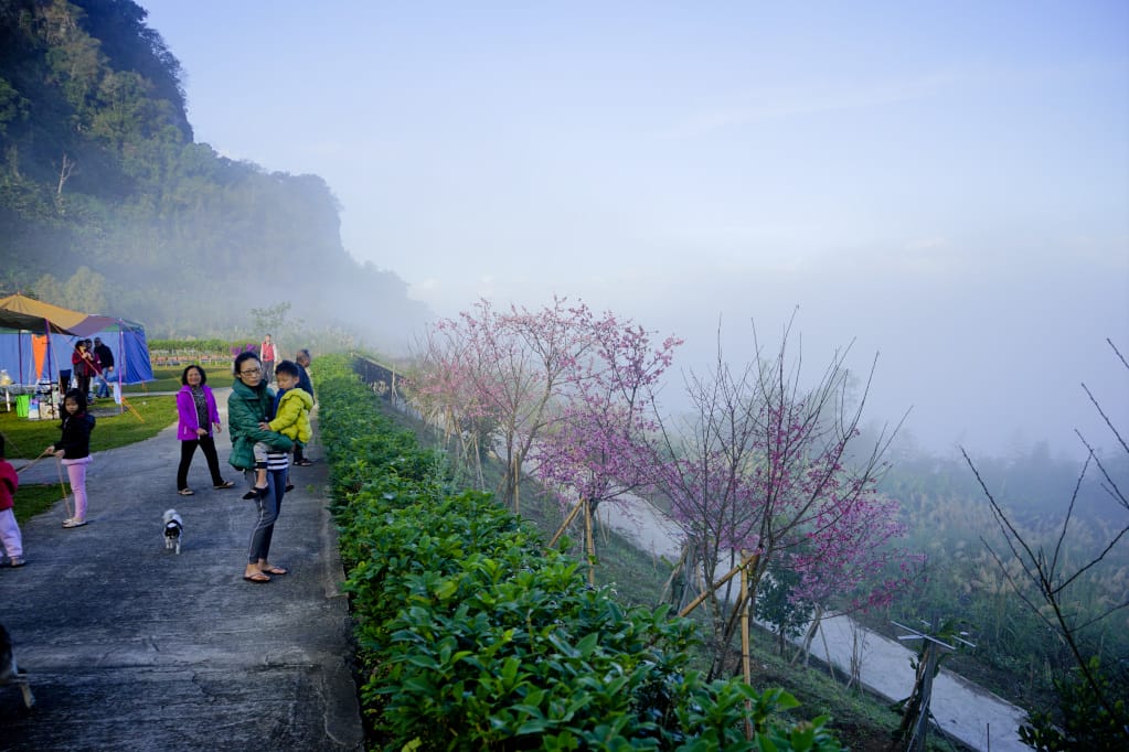 苗栗|耀婆山露營區 在營區就能採草莓.無敵雲海美景.草地營位推薦! - 第23張圖 苗栗|耀婆山露營區 在營區就能採草莓.無敵雲海美景.草地營位推薦!