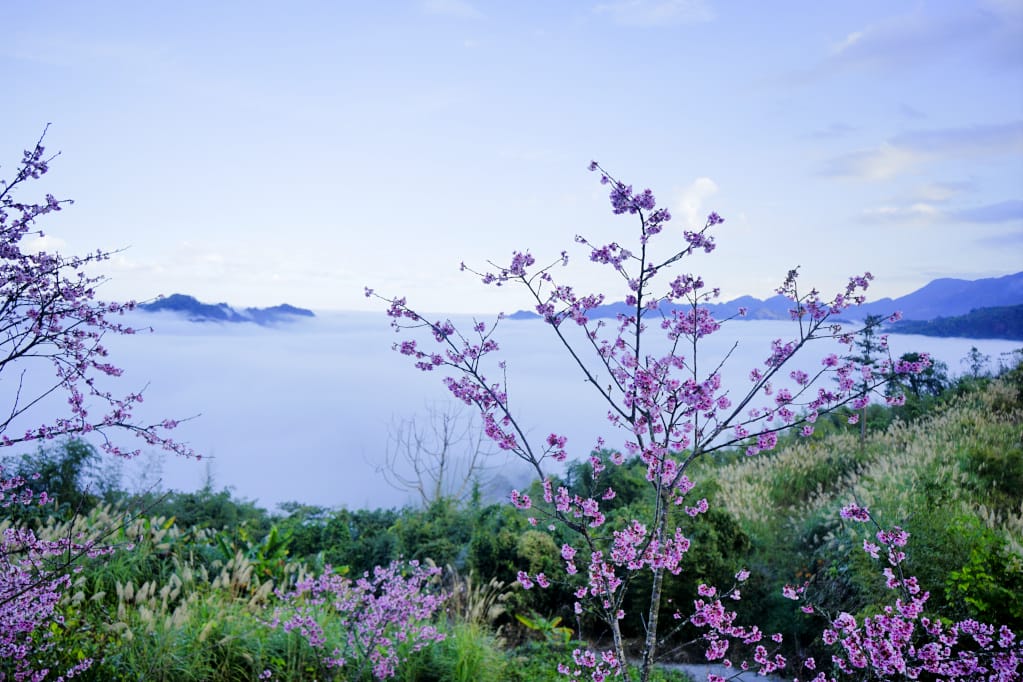 苗栗|耀婆山露營區 在營區就能採草莓.無敵雲海美景.草地營位推薦! - 第24張圖 苗栗|耀婆山露營區 在營區就能採草莓.無敵雲海美景.草地營位推薦!