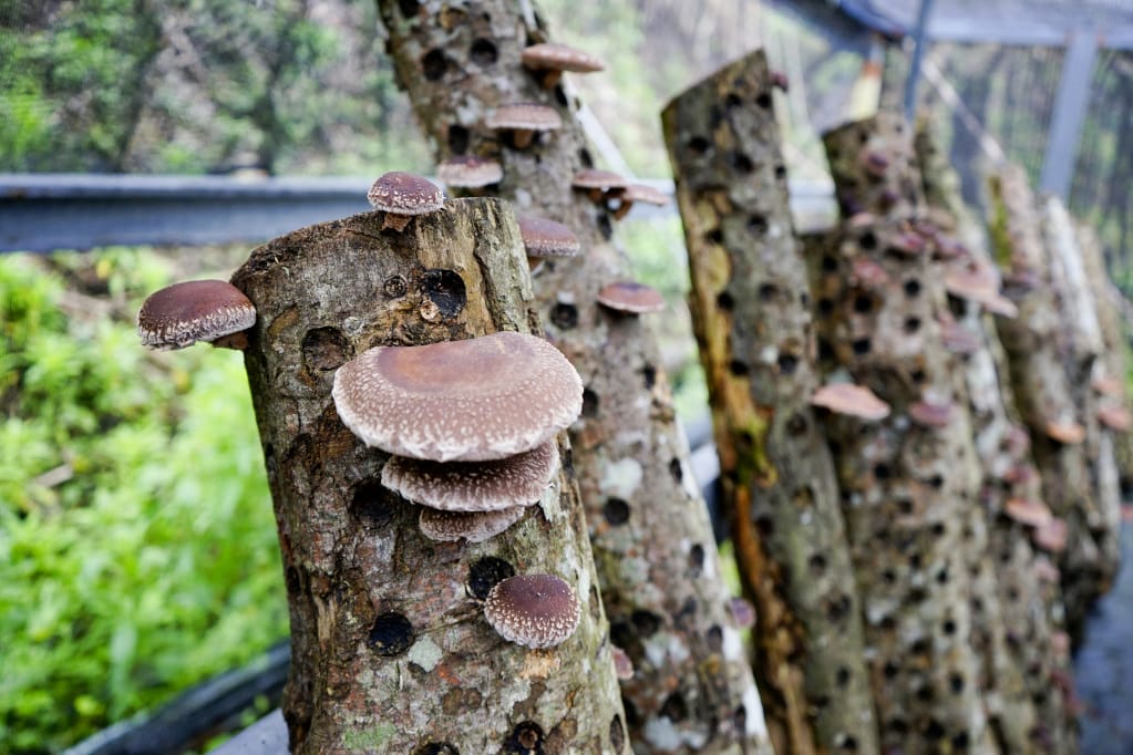 桃園｜露營採菇趣 桃子菇菇休閒農場 超大雨棚區營地推薦！