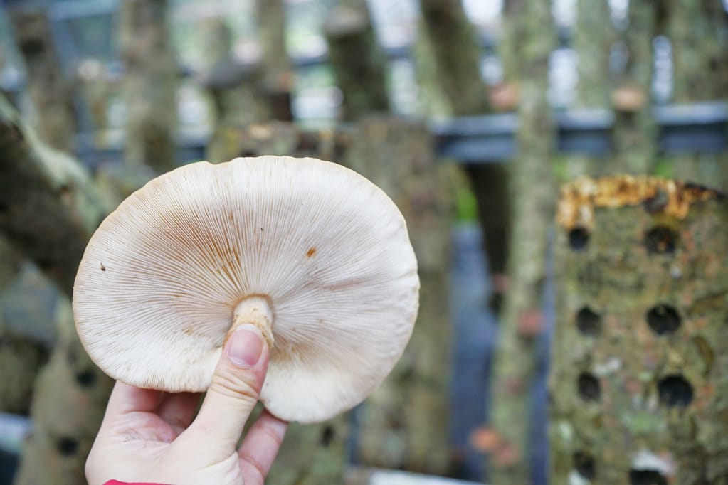 桃園｜露營採菇趣 桃子菇菇休閒農場 超大雨棚區營地推薦！