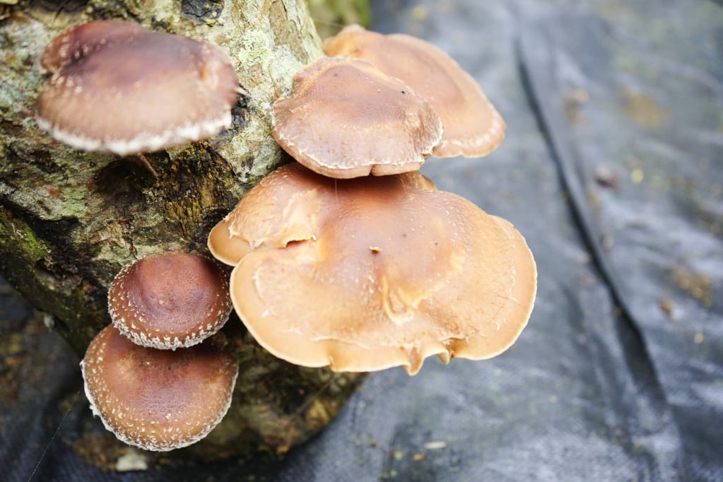 桃園｜露營採菇趣 桃子菇菇休閒農場 超大雨棚區營地推薦！