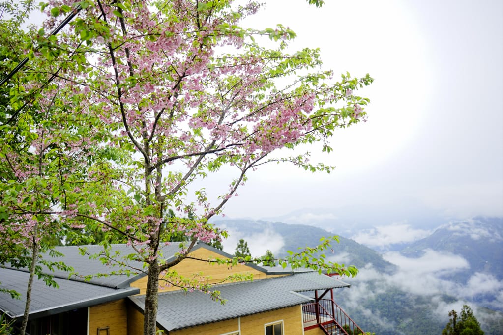 桃園｜露營採菇趣 桃子菇菇休閒農場 超大雨棚區營地推薦！