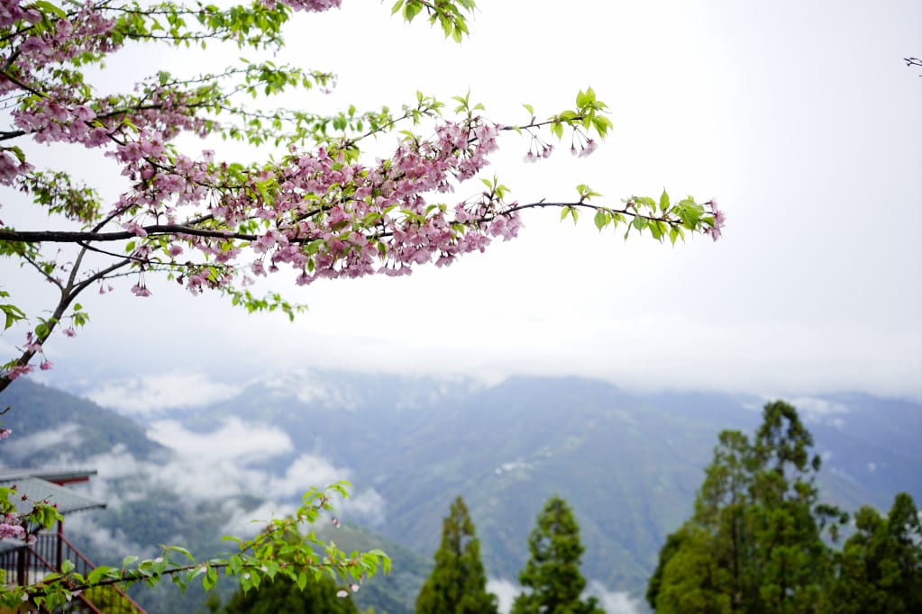 桃園｜露營採菇趣 桃子菇菇休閒農場 超大雨棚區營地推薦！