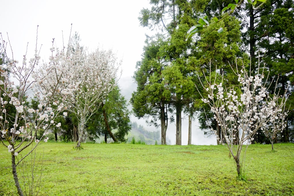 桃園｜露營採菇趣 桃子菇菇休閒農場 超大雨棚區營地推薦！