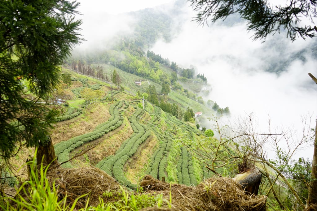 桃園｜露營採菇趣 桃子菇菇休閒農場 超大雨棚區營地推薦！