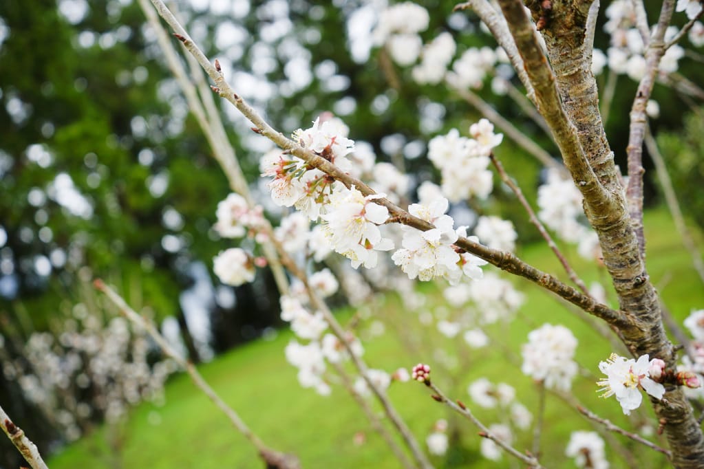 桃園｜露營採菇趣 桃子菇菇休閒農場 超大雨棚區營地推薦！
