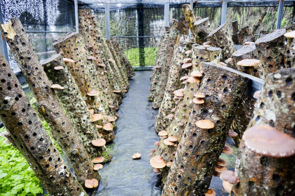 桃園｜露營採菇趣 桃子菇菇休閒農場 超大雨棚區營地推薦！