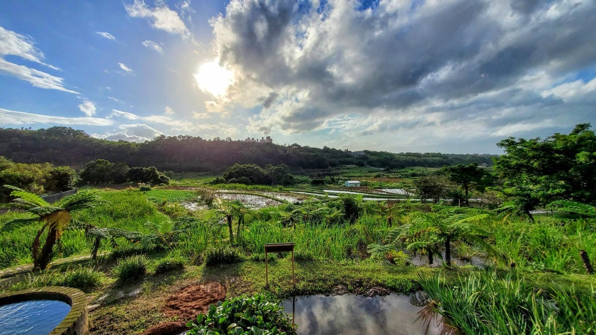 旅遊｜三芝區農會 新北三芝黃金甘藷體驗小旅行 拔地瓜、DIY手作體驗搓甘藷圓