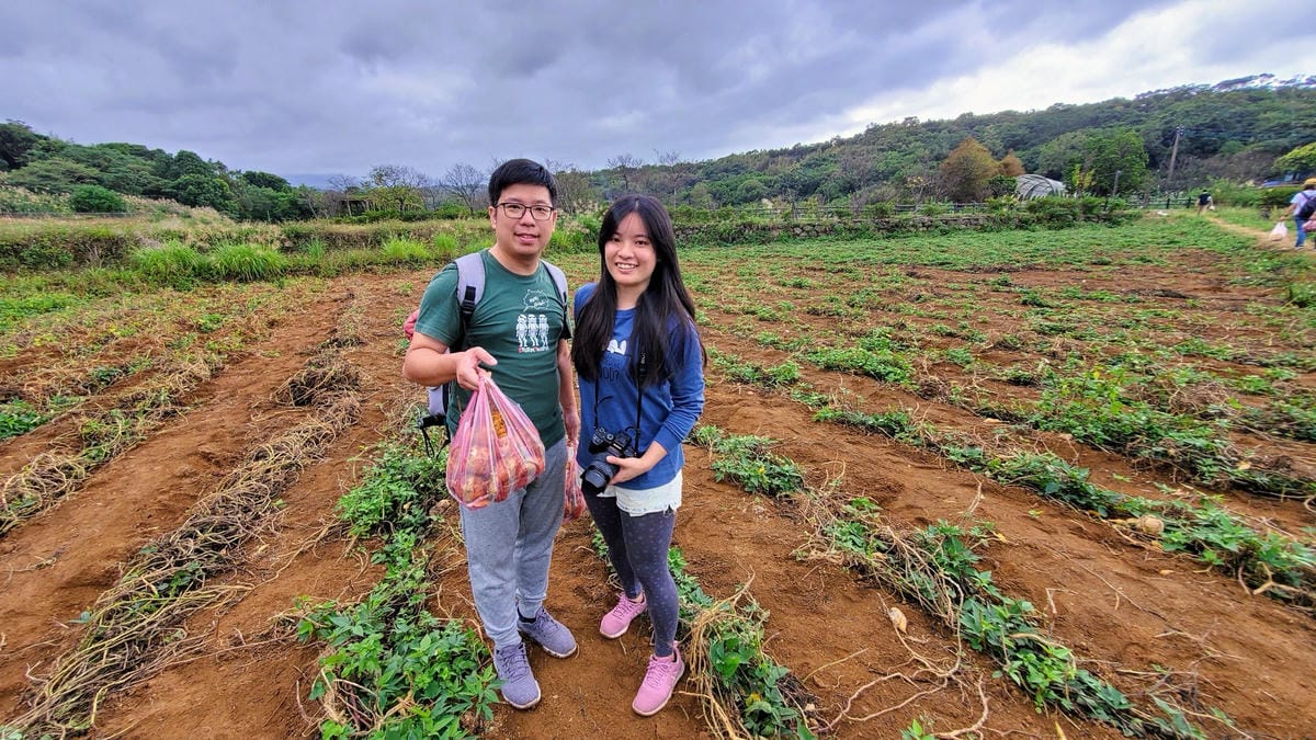 旅遊｜三芝區農會 新北三芝黃金甘藷體驗小旅行 拔地瓜、DIY手作體驗搓甘藷圓