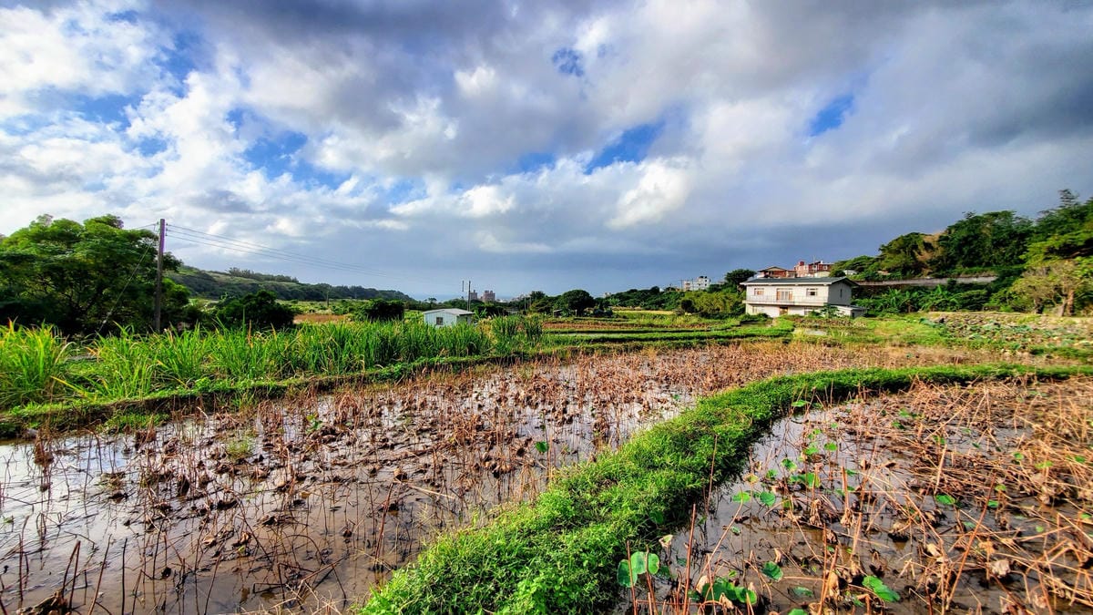 旅遊｜三芝區農會 新北三芝黃金甘藷體驗小旅行 拔地瓜、DIY手作體驗搓甘藷圓
