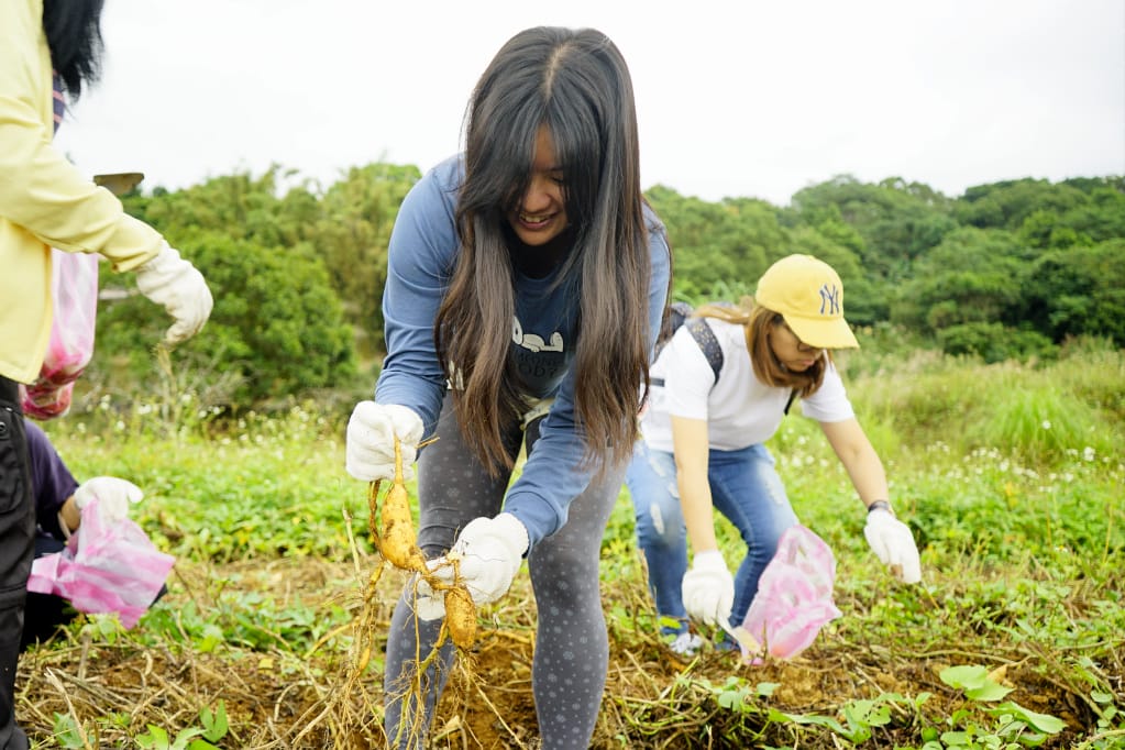 旅遊｜三芝區農會 新北三芝黃金甘藷體驗小旅行 拔地瓜、DIY手作體驗搓甘藷圓