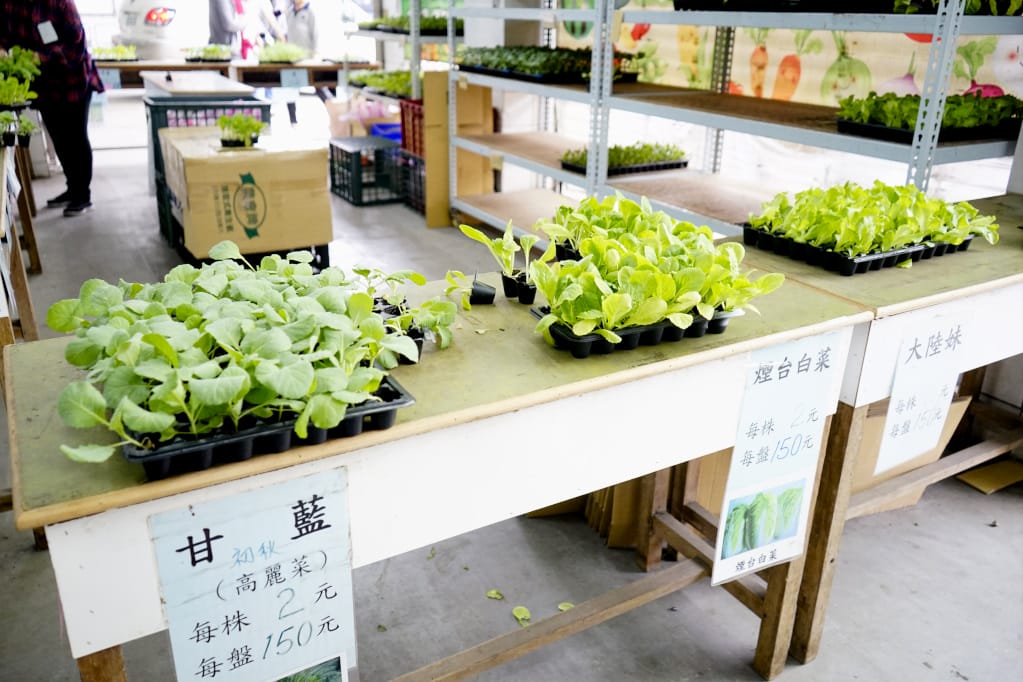 旅遊｜三芝區農會 新北三芝黃金甘藷體驗小旅行 拔地瓜、DIY手作體驗搓甘藷圓