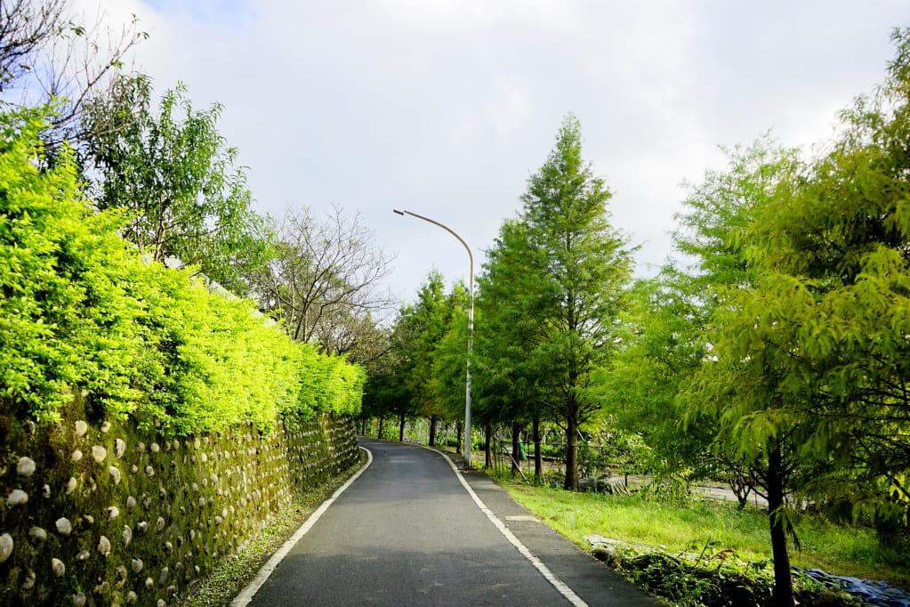 旅遊｜三芝區農會 新北三芝黃金甘藷體驗小旅行 拔地瓜、DIY手作體驗搓甘藷圓
