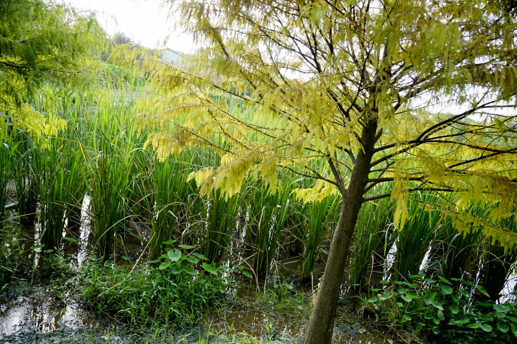 旅遊｜三芝區農會 新北三芝黃金甘藷體驗小旅行 拔地瓜、DIY手作體驗搓甘藷圓