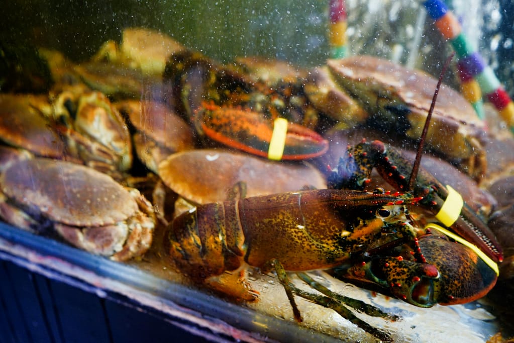 美食|新竹 山上走走 日式無菜單海鮮鍋物 活體海鮮+和牛只要$980,超高CP值再訪推薦! - 第8張圖 美食|新竹 山上走走 日式無菜單海鮮鍋物 活體海鮮+和牛只要$980,超高CP值再訪推薦!