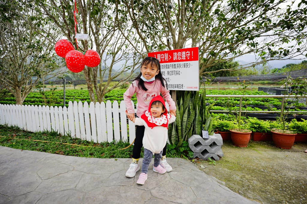 苗栗景點|大湖採草莓推薦!紅色琉璃瓦草莓園(高架草莓) 全新網美咖啡廳SUHU Café 現打草莓牛奶、自製草莓冰淇淋,打卡還送草莓果醬~ - 第6張圖 苗栗景點|大湖採草莓推薦!紅色琉璃瓦草莓園(高架草莓) 全新網美咖啡廳SUHU Café 現打草莓牛奶、自製草莓冰淇淋,打卡還送草莓果醬~
