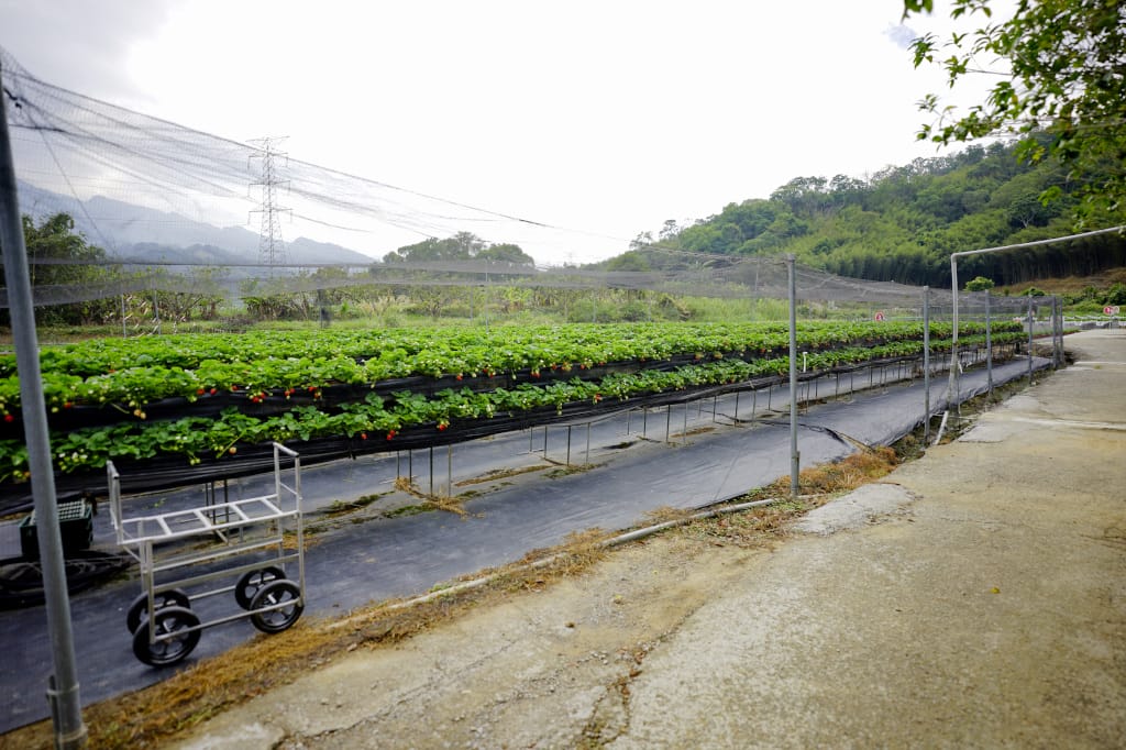 苗栗景點|大湖採草莓推薦!紅色琉璃瓦草莓園(高架草莓) 全新網美咖啡廳SUHU Café 現打草莓牛奶、自製草莓冰淇淋,打卡還送草莓果醬~ - 第9張圖 苗栗景點|大湖採草莓推薦!紅色琉璃瓦草莓園(高架草莓) 全新網美咖啡廳SUHU Café 現打草莓牛奶、自製草莓冰淇淋,打卡還送草莓果醬~