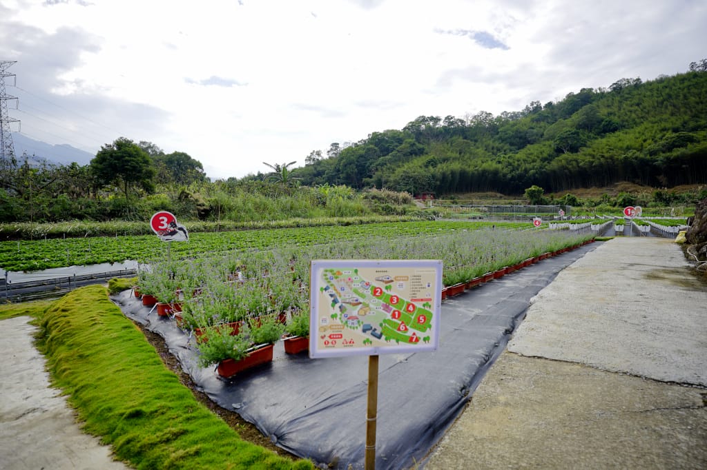 苗栗景點|大湖採草莓推薦!紅色琉璃瓦草莓園(高架草莓) 全新網美咖啡廳SUHU Café 現打草莓牛奶、自製草莓冰淇淋,打卡還送草莓果醬~ - 第10張圖 苗栗景點|大湖採草莓推薦!紅色琉璃瓦草莓園(高架草莓) 全新網美咖啡廳SUHU Café 現打草莓牛奶、自製草莓冰淇淋,打卡還送草莓果醬~